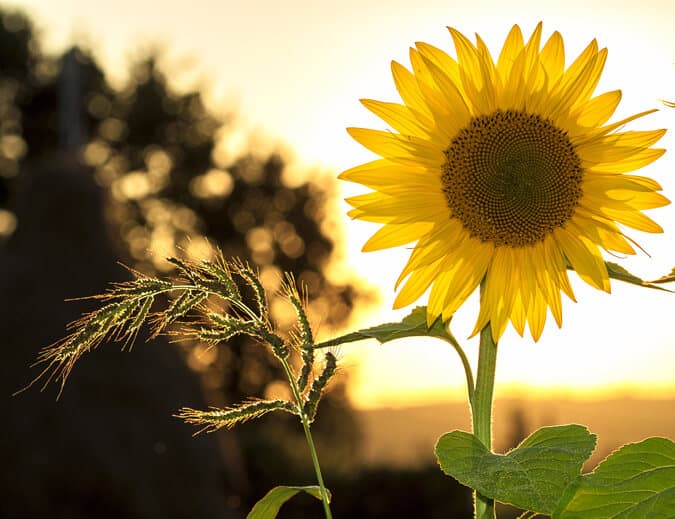 Photo of a sunflower in the sunshine